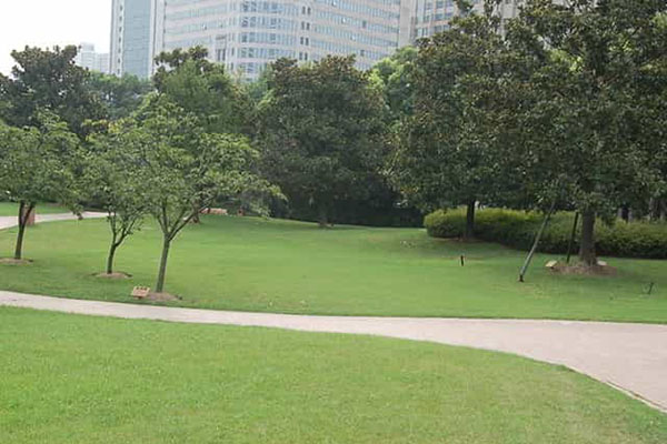 綠化養(yǎng)護(hù)如何成功移植植物？